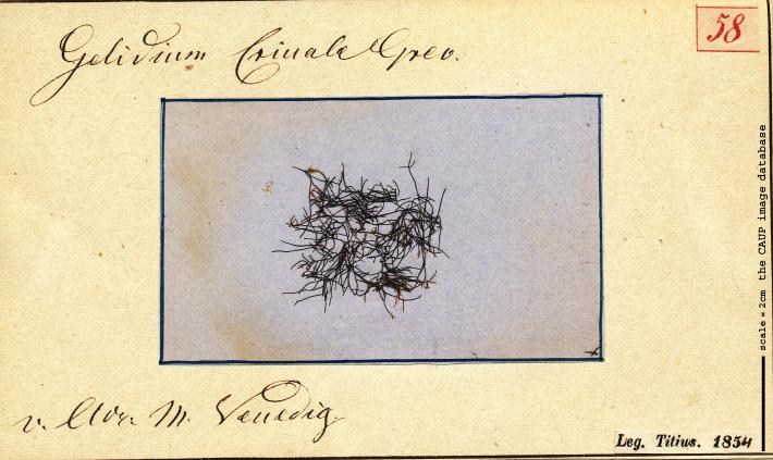 Gelidium crinale 58.jpg